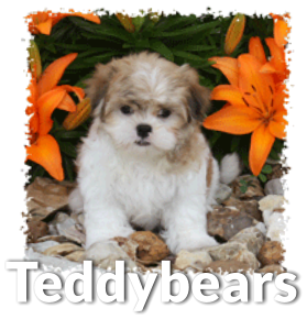 teddybear puppies for sale